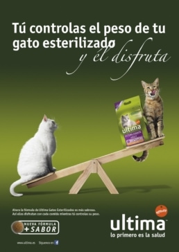 Fotografo Gatos Ultima Balancin Eva Casado