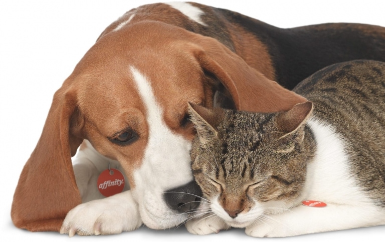 fotografia perros gatos juntos publicidad affinity petcare eva casado