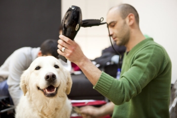 productora animales peluqueria eva casado