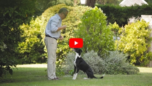 Video Perro Nutro Grain Free Nacho Nala Eva Casado