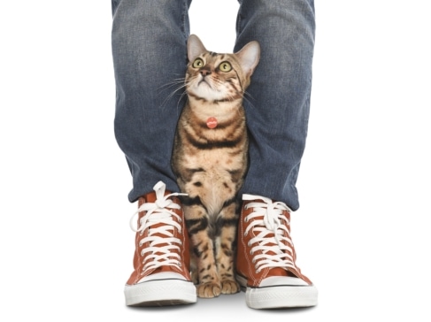 fotografia gato bengali publicidad affinity petcare eva casado