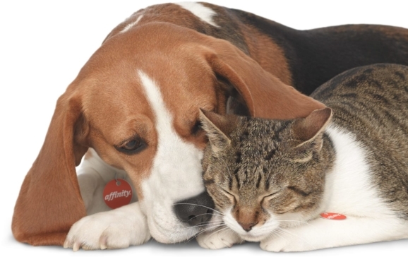 fotografia perros gatos juntos publicidad affinity petcare eva casado